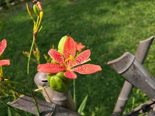 操射干在线视频